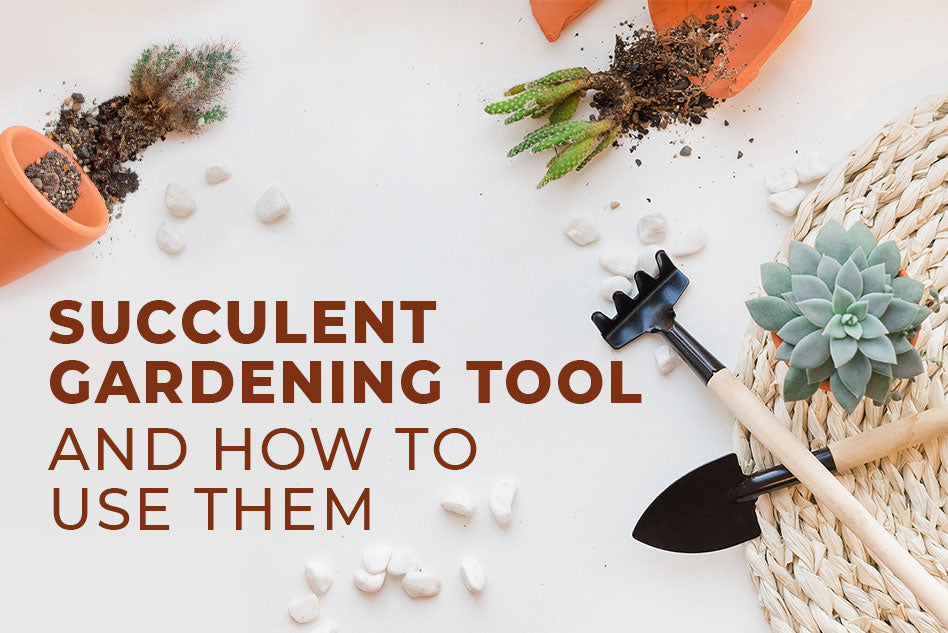 Succulent Gardening tool and how to use them