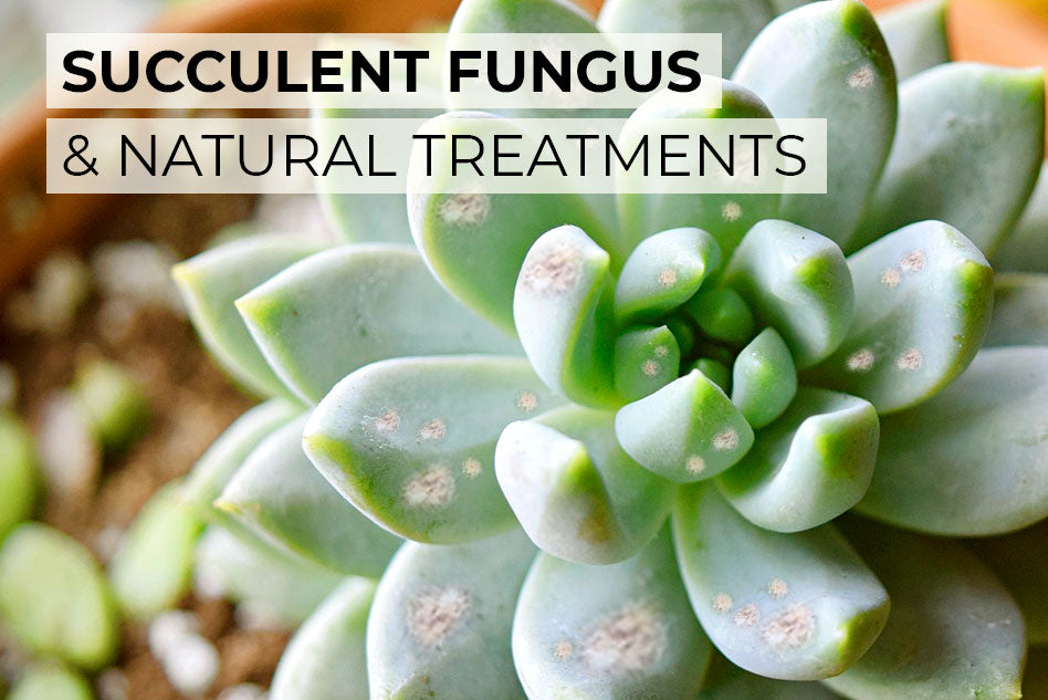 Succulent fungus & their natural treatments, Succulent fungus treatment, Succulent diseases pictures, Natural fungicide for succulents