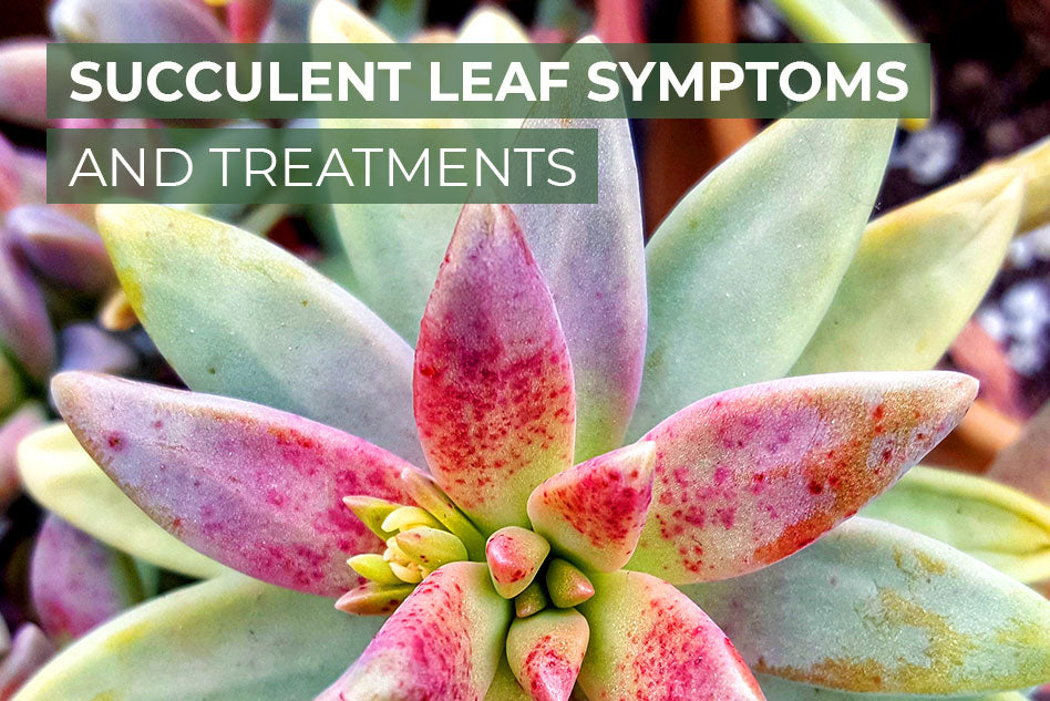 Succulent leaf symptoms and treatments