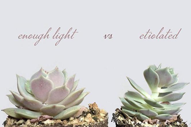 How succulents react to weather and sun