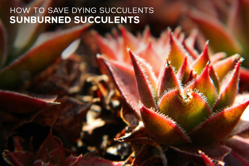 How to save dying succulents - Sunburned Succulents