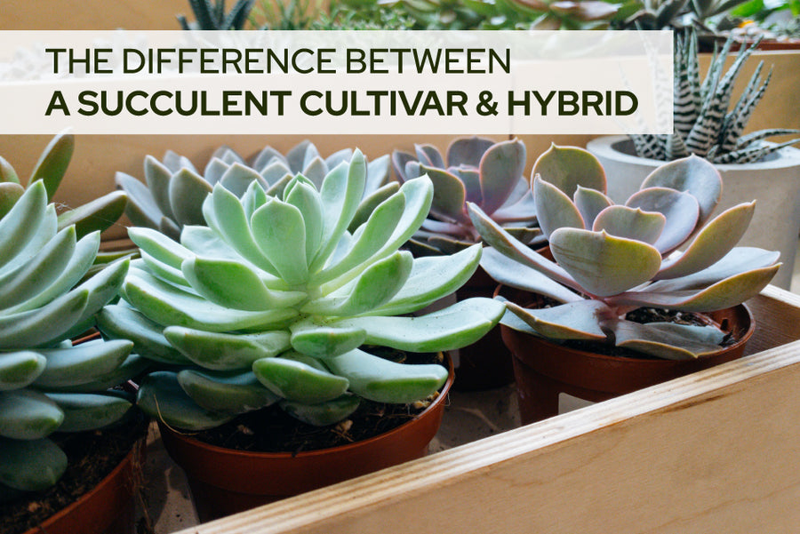 The Difference Between a Succulent Cultivar and Hybrid