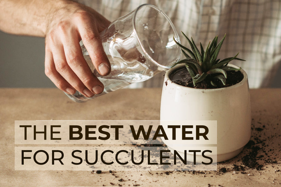 The best water for succulents