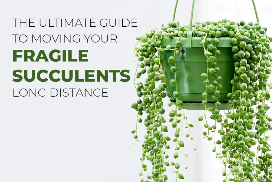 The ultimate guide to moving succulent for long distance