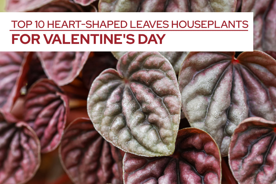 Top 10 Heart-shaped Leaves Houseplants for Valentine's Day