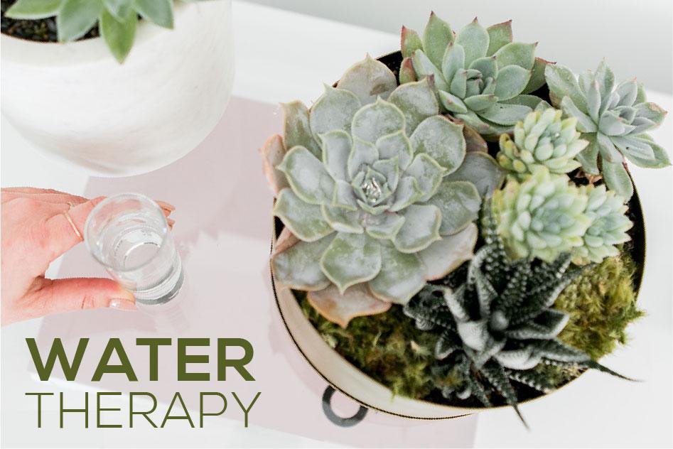 Water Therapy for Succulents