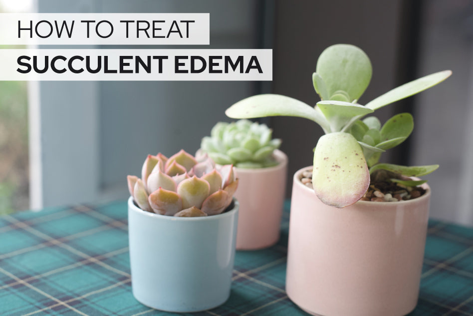 How to Treat Succulent Edema, Succulent Problems