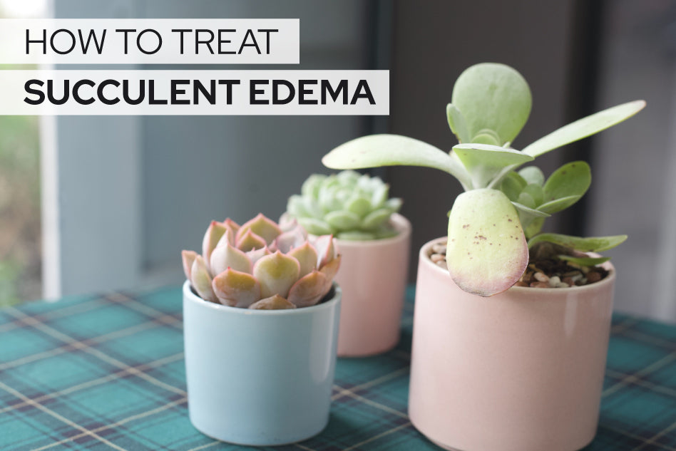How to Treat Succulent Edema