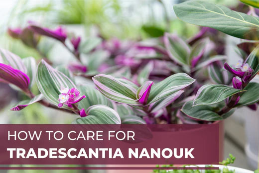 How to Care for Tradescantia Nanouk