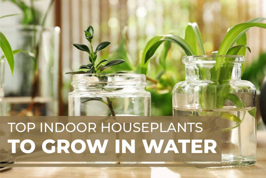 Top Houseplants to Grow In Water, How to Grow Houseplants in Water