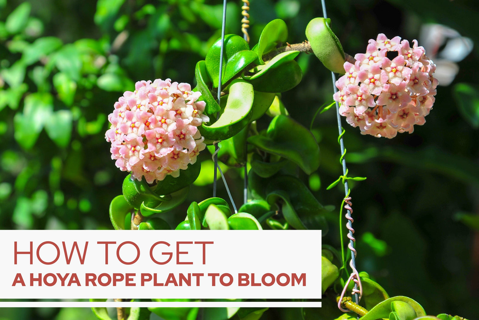 How to Get a Hoya Rope Plant to Bloom
