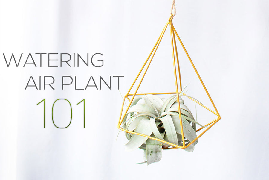 Watering Air plant 101