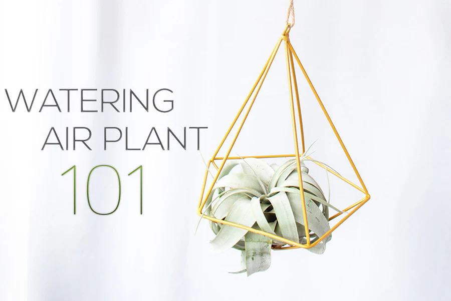 Watering Air plant 101