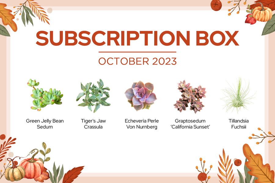 OCTOBER 2023 SUCCULENT SUBSCRIPTION BOX CARE GUIDE