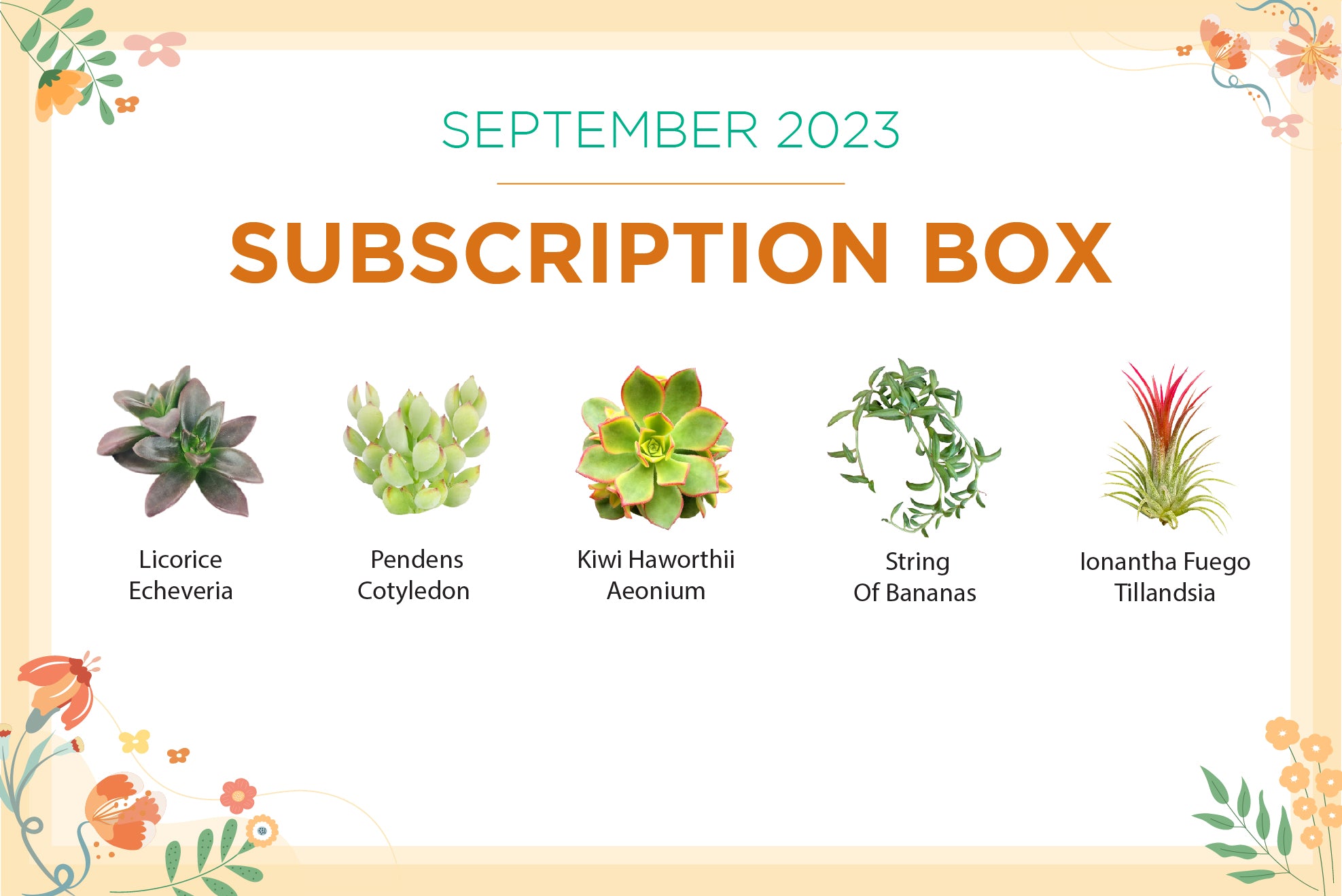 SEPTEMBER 2023 SUCCULENT SUBSCRIPTION BOX CARE GUIDE