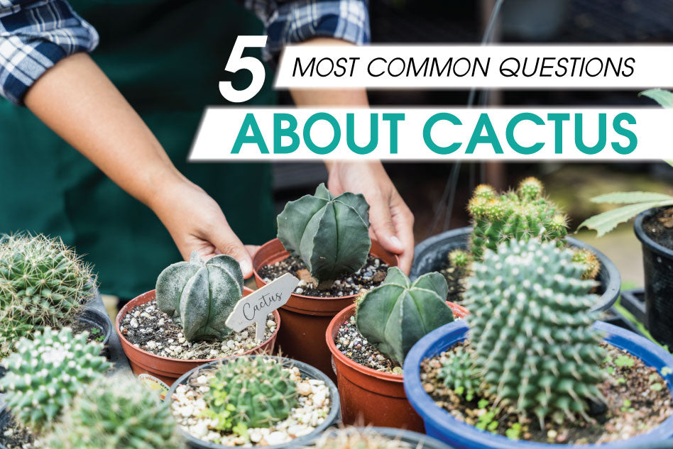 5 most common questions about cactus