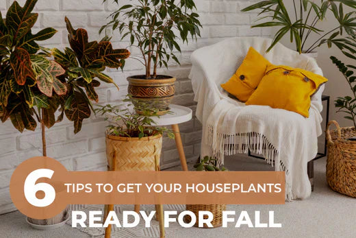 6 Tips to Get Your Houseplants Ready for Fall