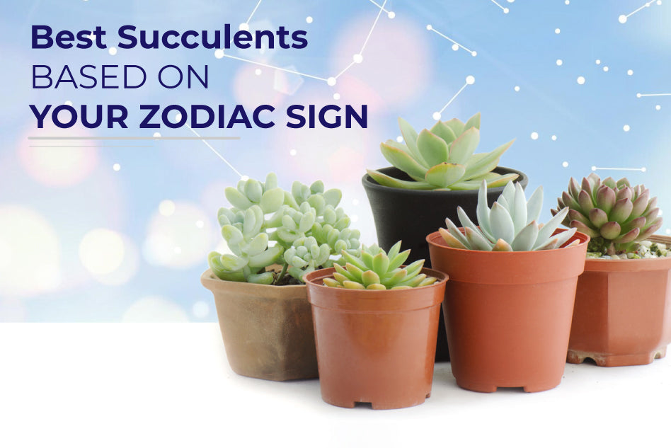 Best Succulents Based on Your Zodiac Sign