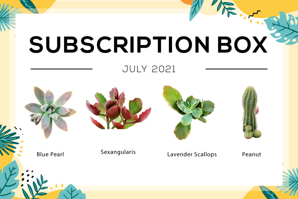 JULY 2021 SUCCULENT SUBSCRIPTION BOX CARE GUIDE