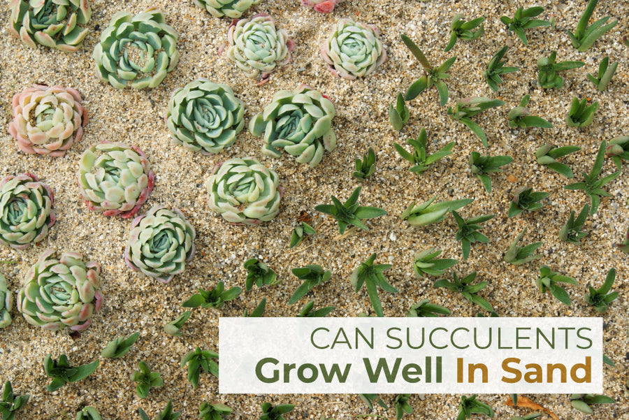can succulents grow in sand, can succulents live in sand, will succulents grow in sand, can you grow succulents in sand