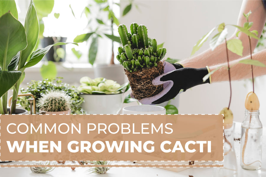 Common Problems When Growing Cacti