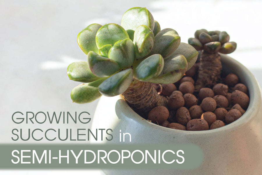 How to grow and care for succulents in semi-hydroponics