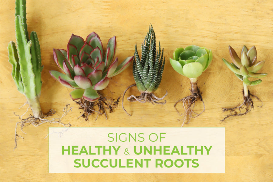 Signs of Healthy and Unhealthy Roots in Succulents
