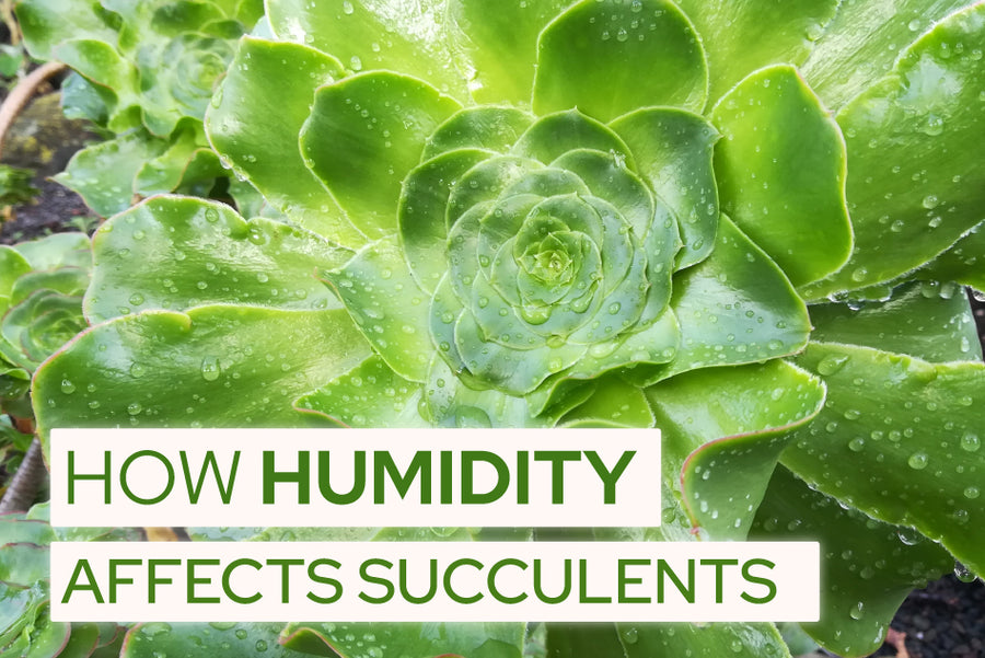 How Humidity Affects Succulents