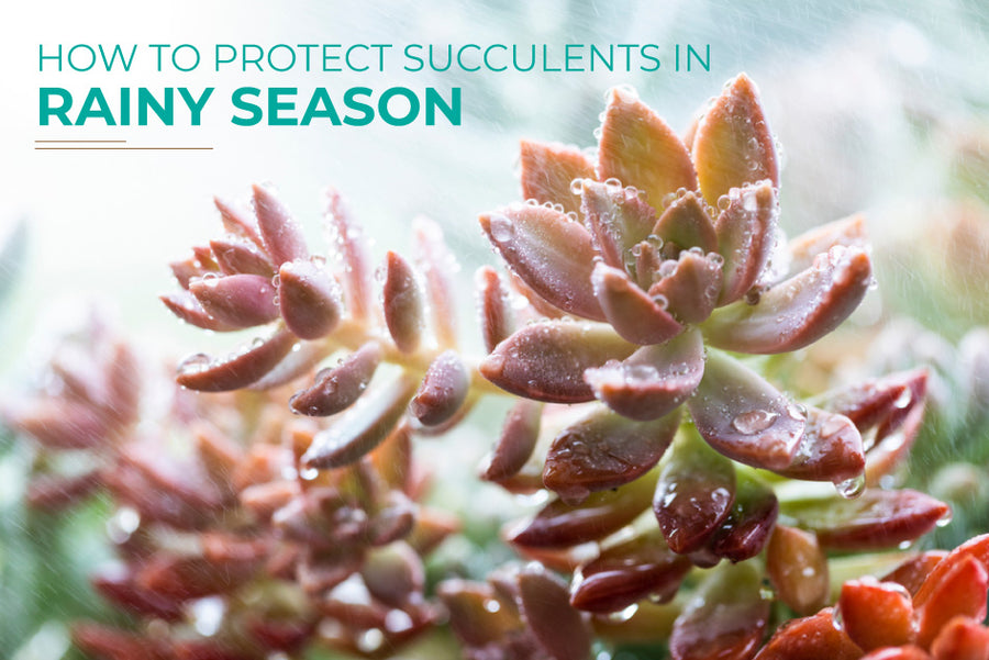How to protect succulents in rainy season