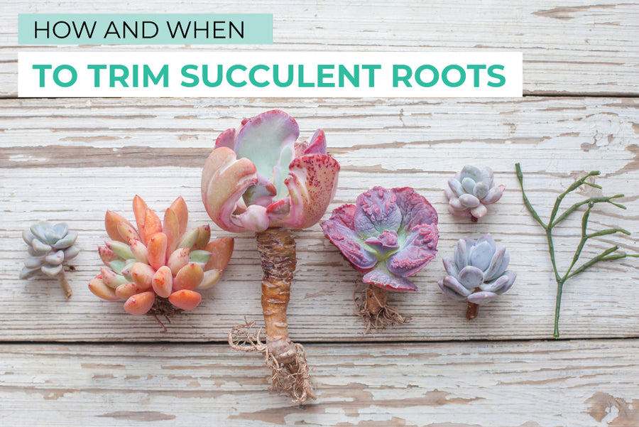 How and when to trim succulent roots