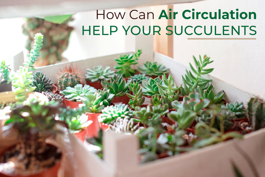 How can Air Circulation Help Your Succulents