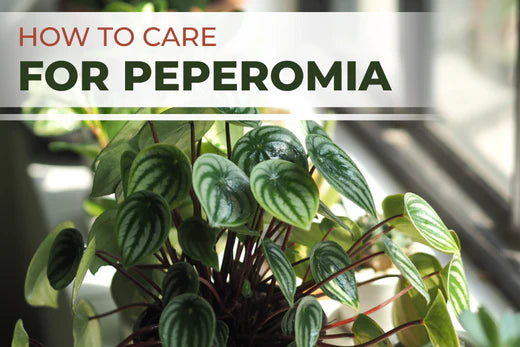 How To Care For Peperomia Plants