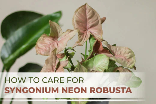 How to Care for Syngonium Neon Robusta