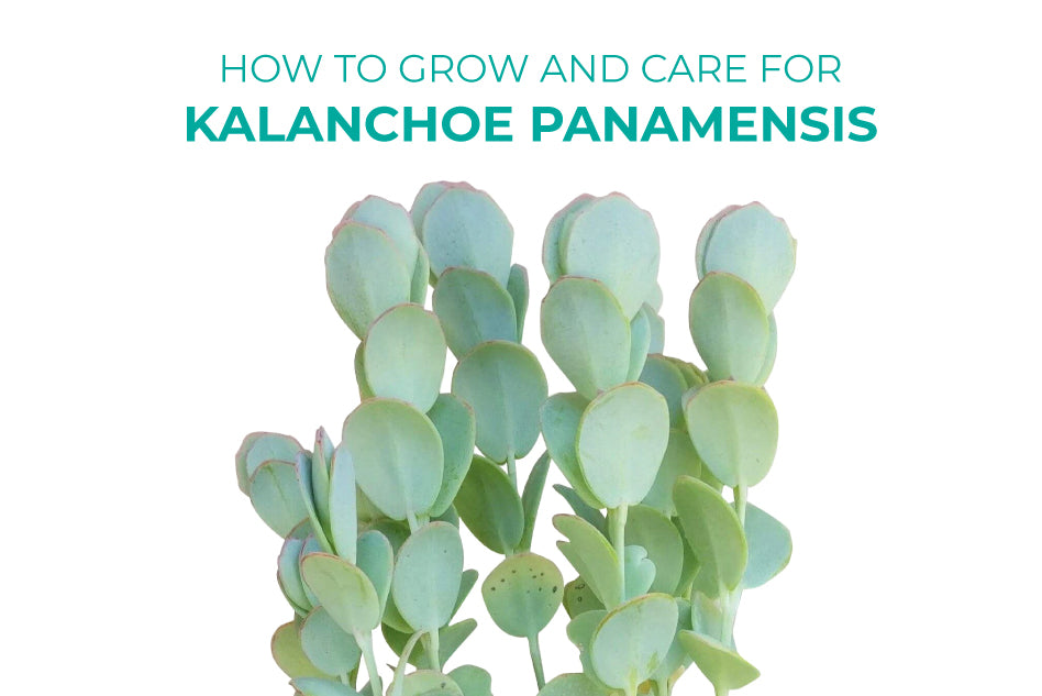 How to Grow and Care for Kalanchoe Panamensis