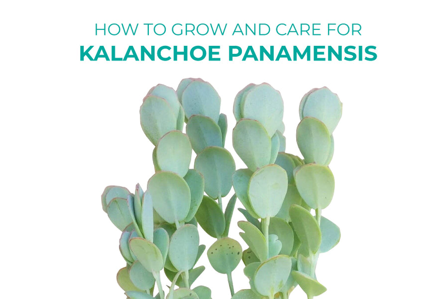 How to Grow and Care for Kalanchoe Panamensis