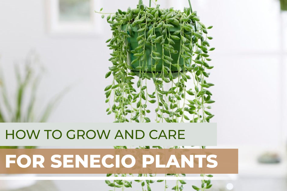 How to Care for Senecio Plants, Succulent Care Guide