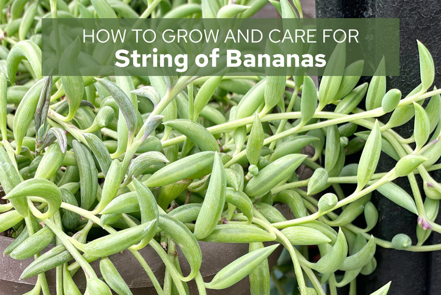 How to care for String of Bananas