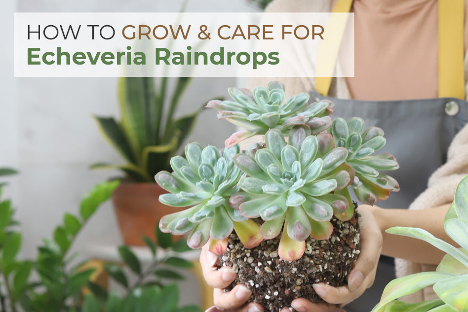 How to Care for Echeveria Raindrops
