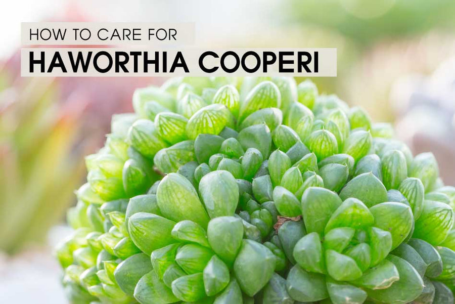 How to care for Haworthia Cooperi