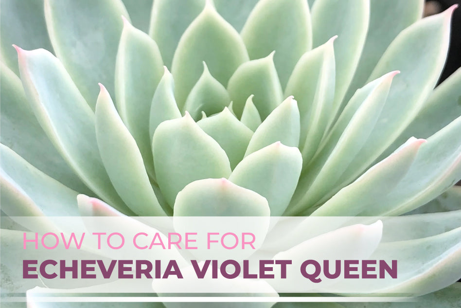 How to Care for Echeveria Violet Queen, Succulent Care Guide