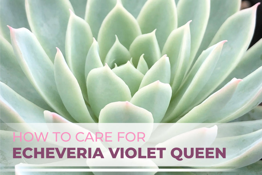 How to care for Echeveria Violet Queen