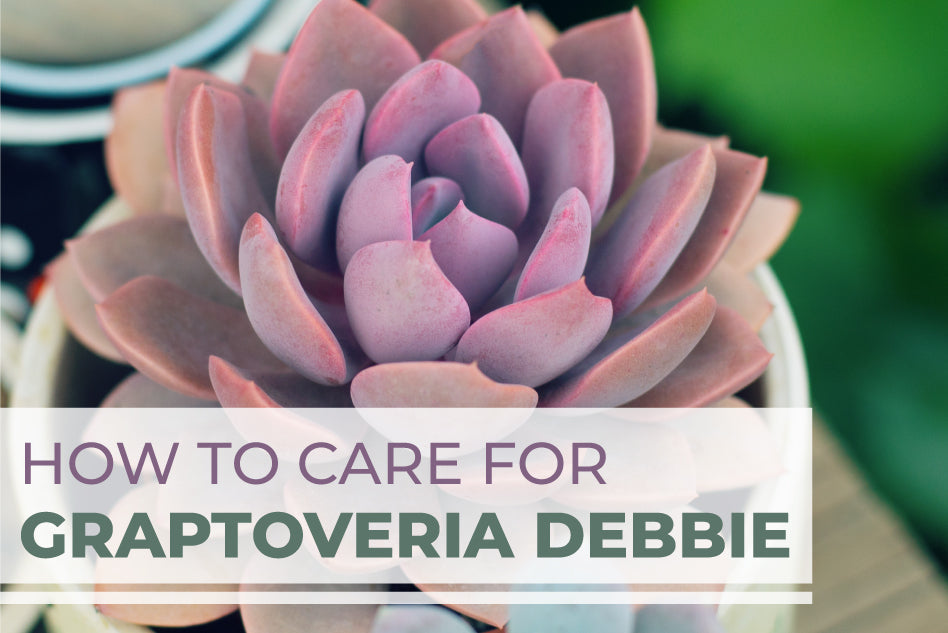 How to care for Graptoveria Debbie, Succulent Care Guide