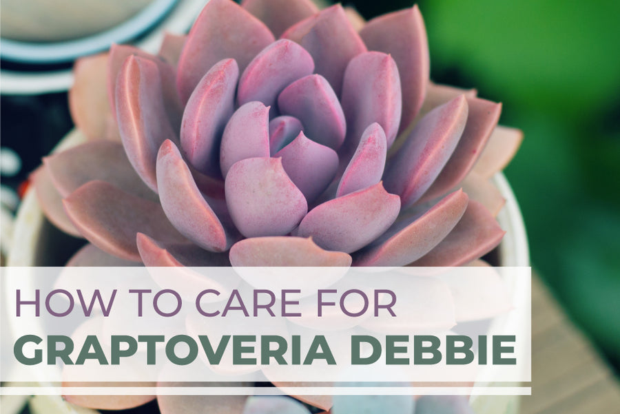 How to care for Graptoveria Debbie