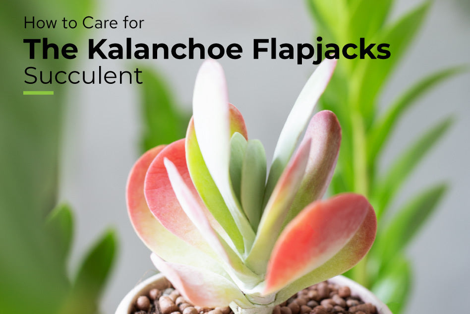 How to Care for The Kalanchoe Flapjacks Succulent