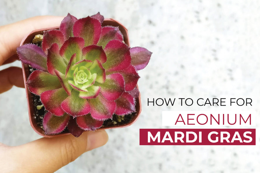 How to grow and care for Aeonium 'Mardi Gras' Plant