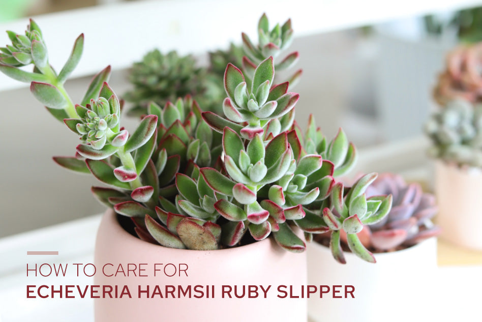 How to Grow and Care for Echeveria Harmsii Ruby Slipper Succulent