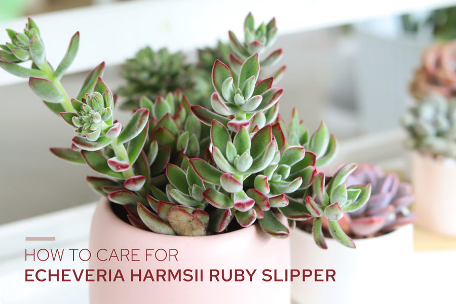 How to Grow and Care for Echeveria Harmsii Ruby Slipper