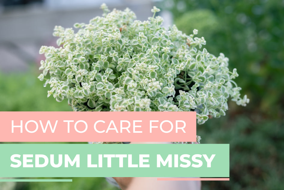 How to care for Sedum Little Missy, Succulent Care Guide