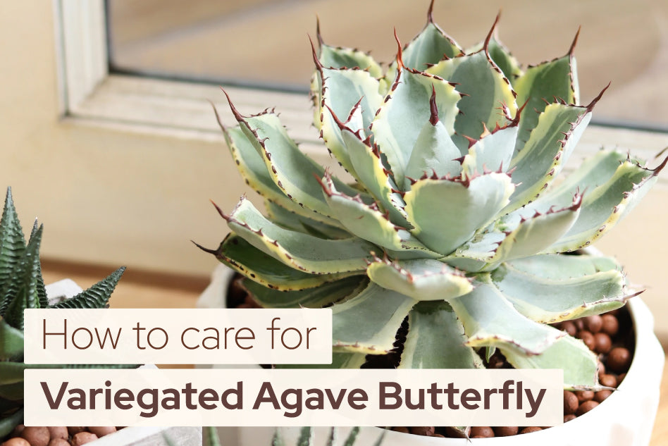 How to Care for Variegated Agave Butterfly