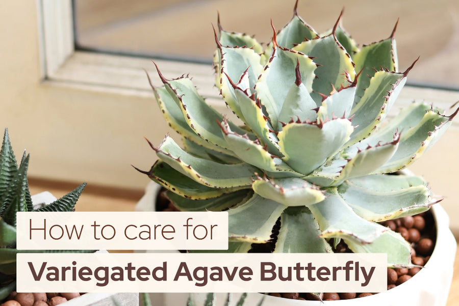 How to Care for Varigated Agave Butterfly